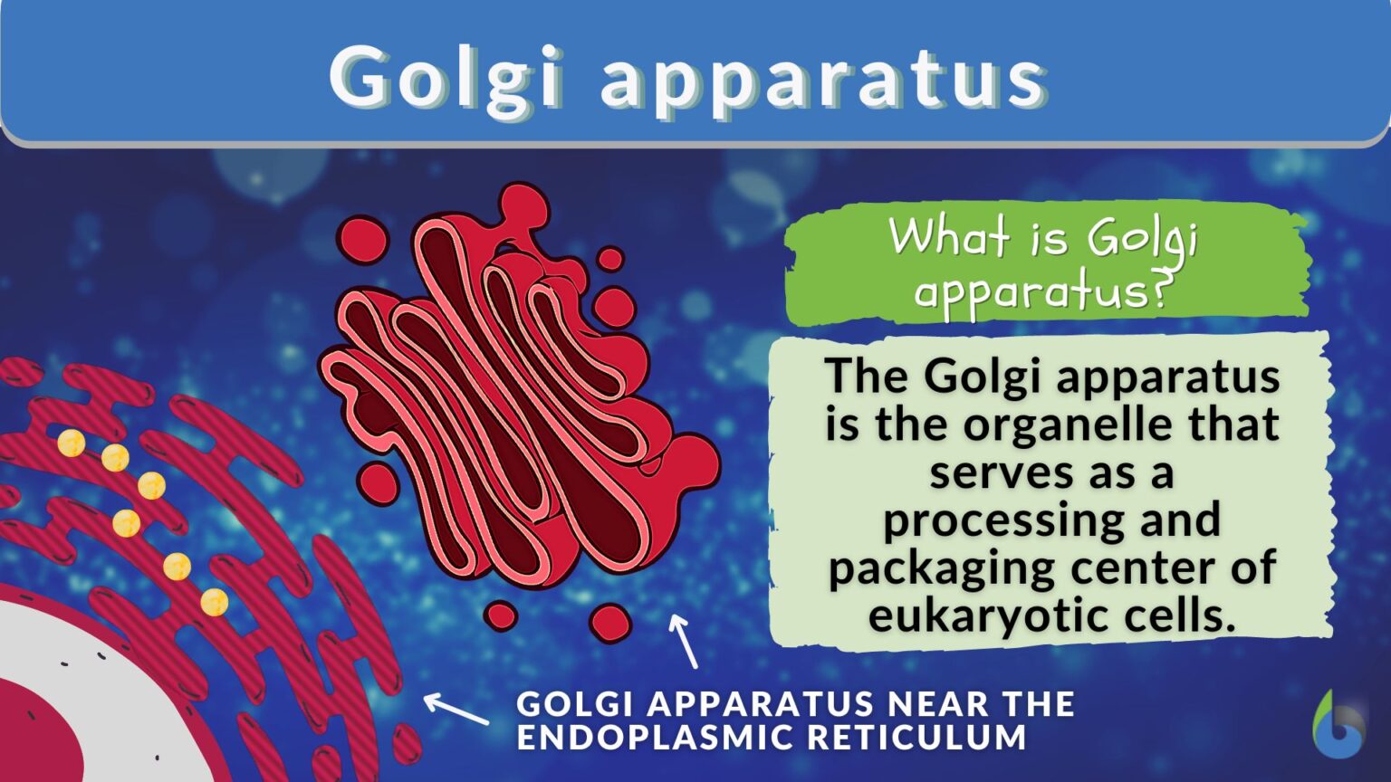 golgi-apparatus-definition-and-examples-biology-online-dictionary