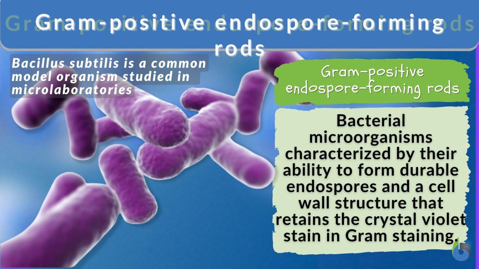 gram-positive-endospore-forming-rods-definition-and-examples-biology