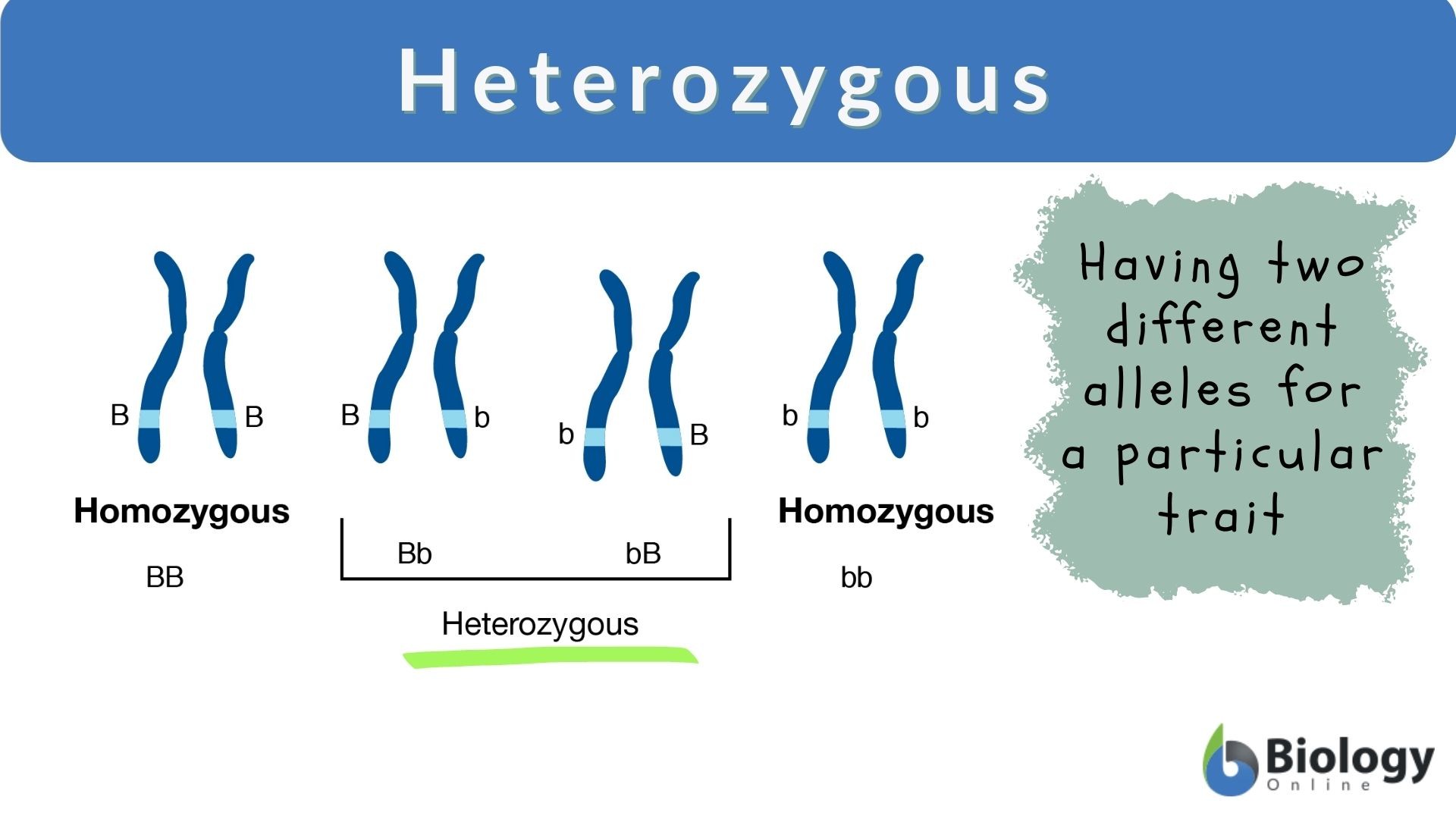 homozygous vs heterozygous