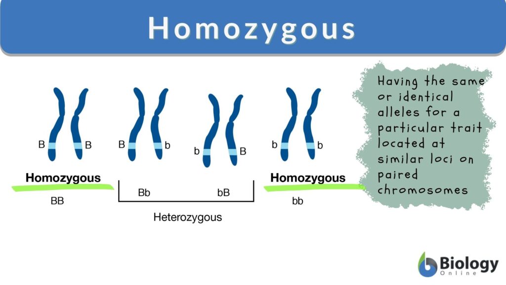 Homozygous Definition and Examples - Biology Online Dictionary