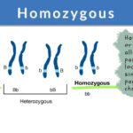 Homozygous Definition and Examples - Biology Online Dictionary