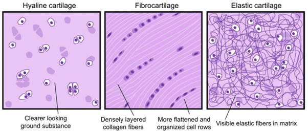 fibrocartilage connective tissue labeled