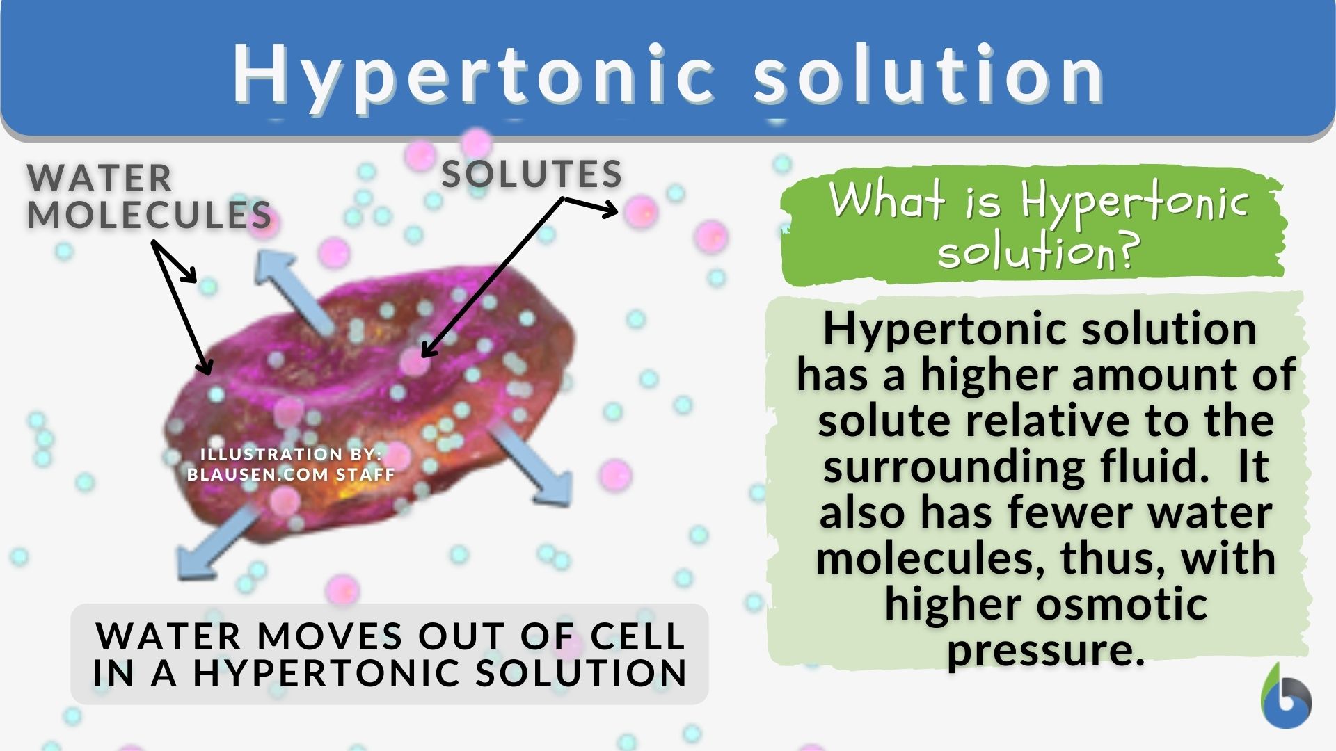 Hypertonic solution Definition and Examples Biology Online Dictionary