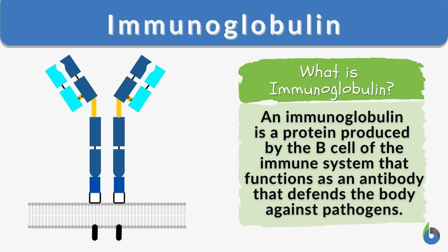 immunoglobulin-definition-and-examples-biology-online-dictionary