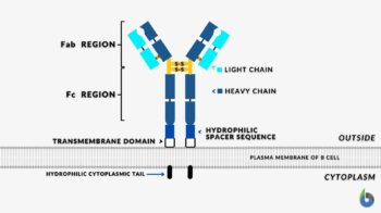 Immunoglobulin - Definition And Examples - Biology Online Dictionary