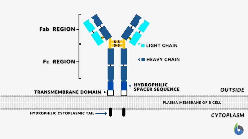 Immunoglobulin - Definition and Examples - Biology Online Dictionary