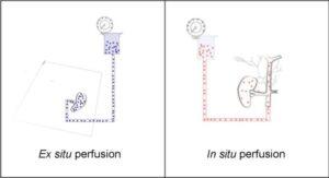 in situ experiment definition