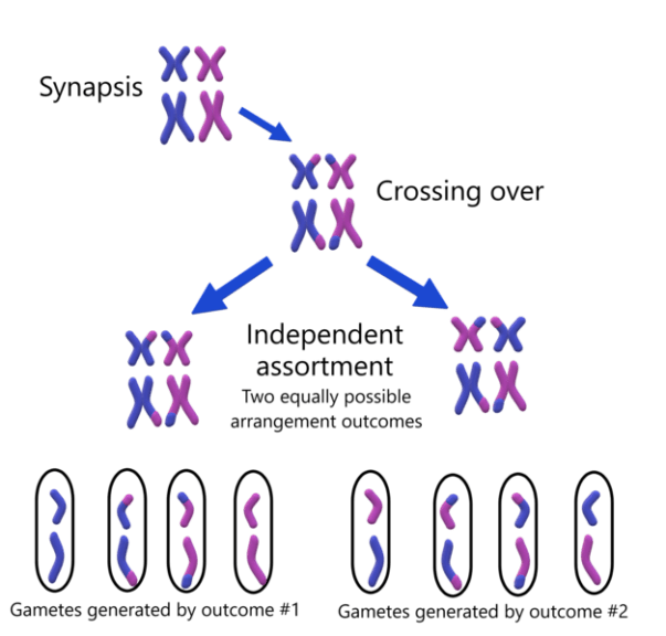 independent-assortment-definition-and-examples-biology-online-dictionary