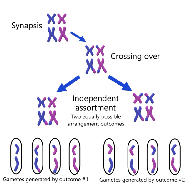 law of segregation meiosis