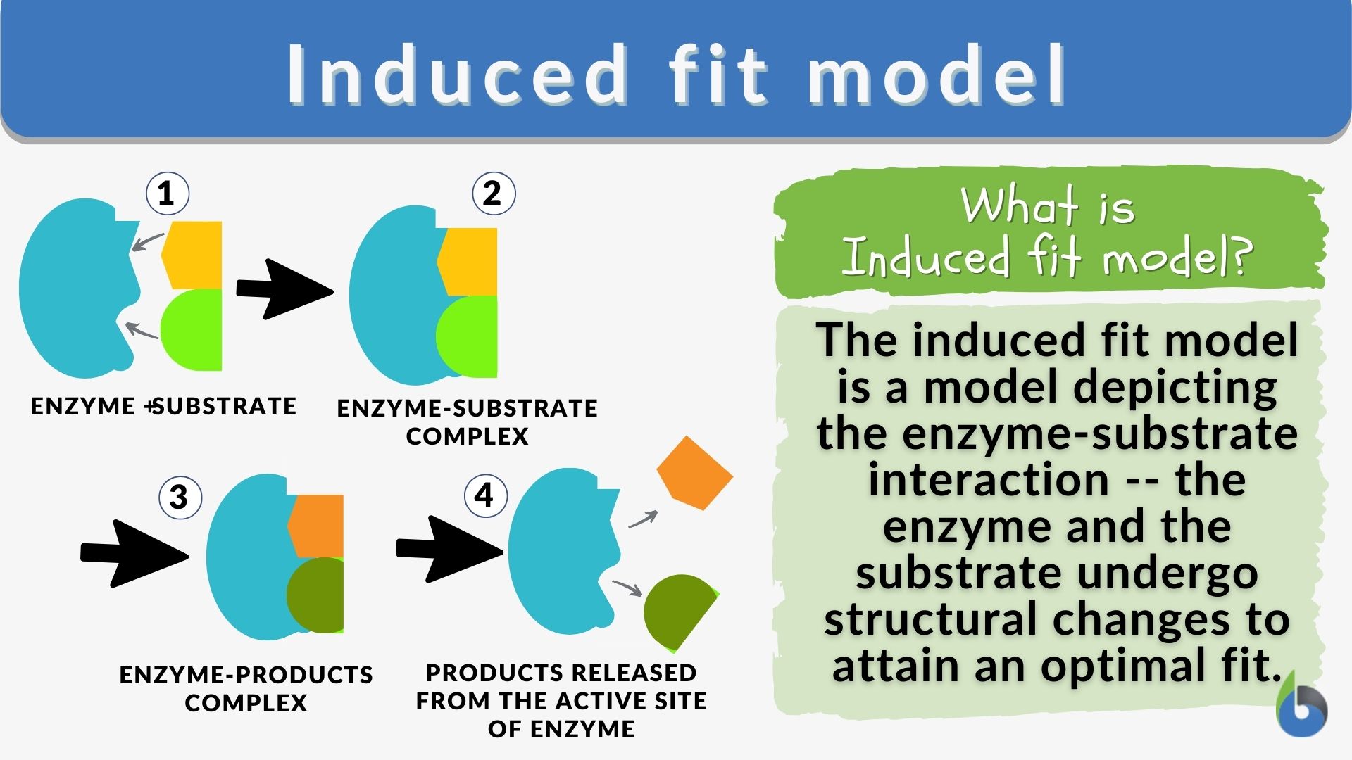 Induced fit model - Definition and Examples - Biology Online