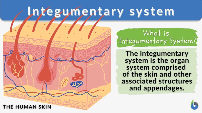 Integumentary system - Definition and Examples - Biology Online Dictionary