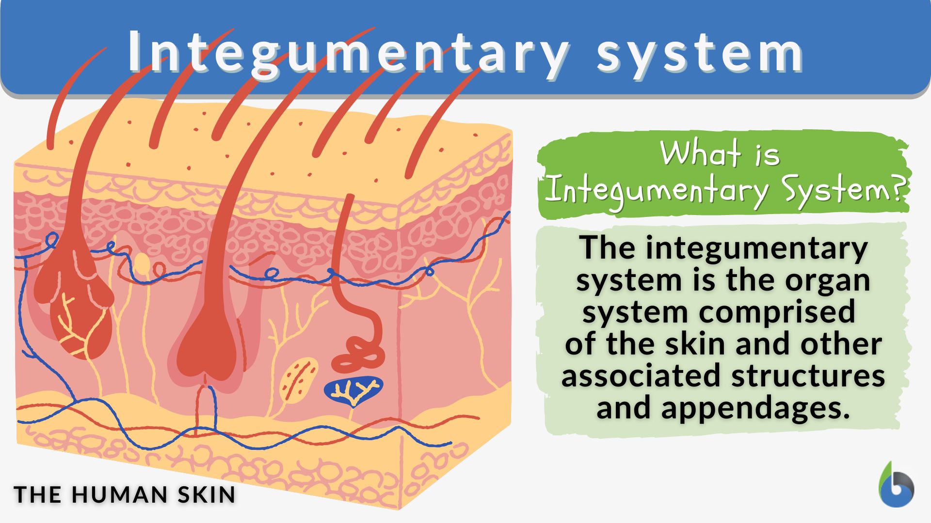 term paper on integumentary system