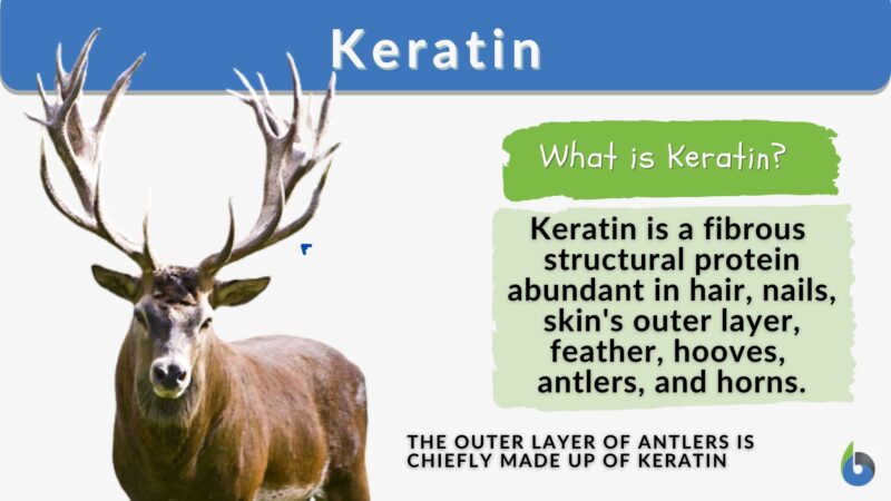 keratin-definition-and-examples-biology-online-dictionary