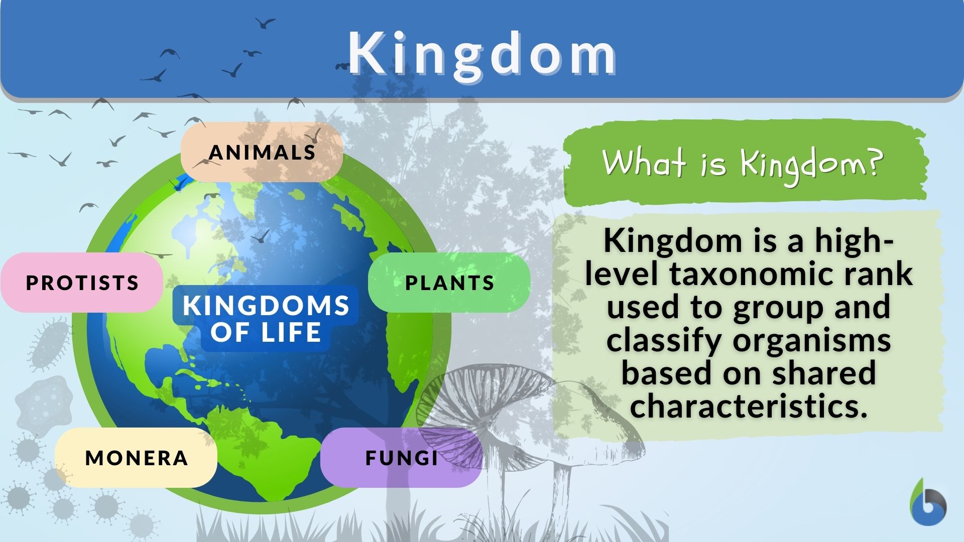 kingdom biology definition