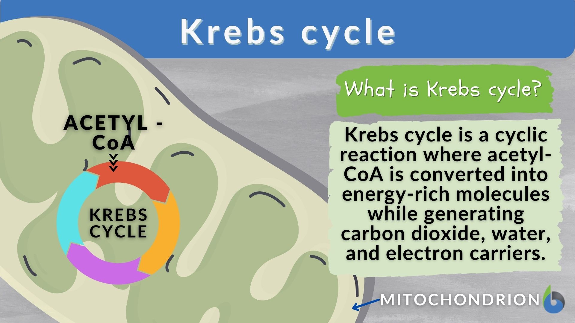 Krebs cycle - Definition and Examples - Biology Online Dictionary