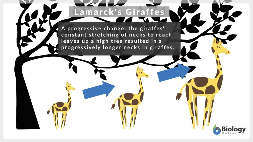 Lamarcks Giraffes 1024x576 