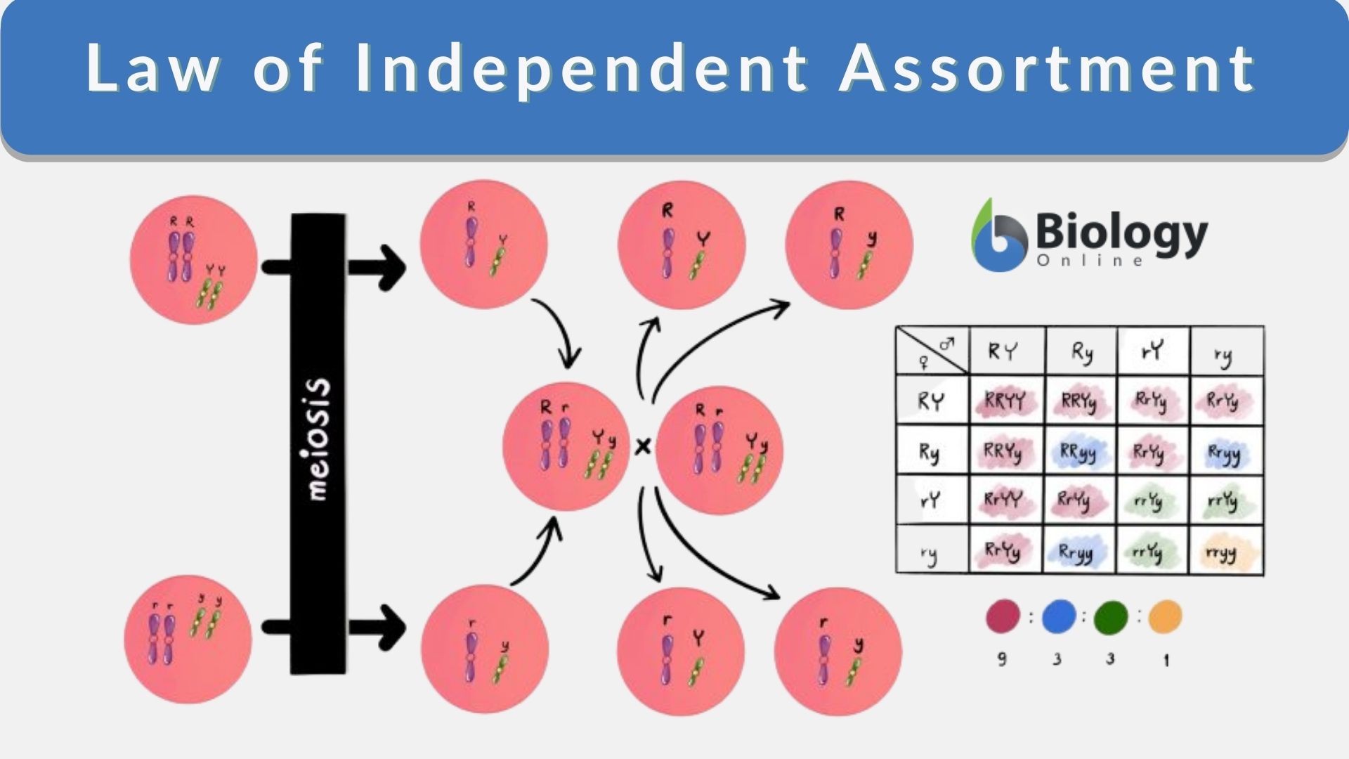 independent assortment of chromosomes