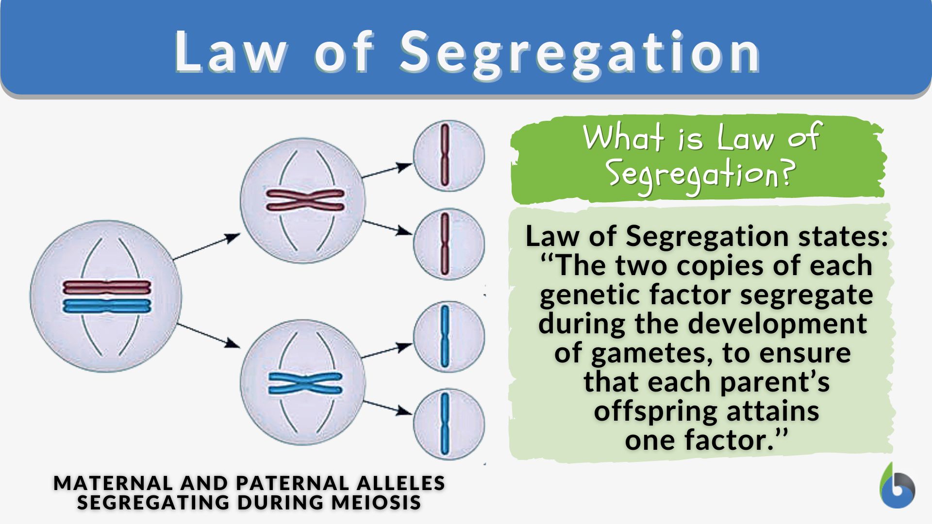 Mendels Law of Segregation photo