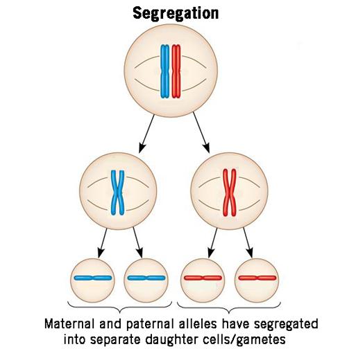 Mendel's Law of Segregation - Biology Online Dictionary