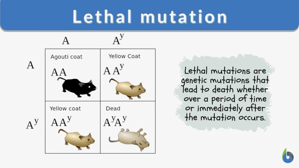 Lethal Mutation Definition And Examples Biology Online Dictionary