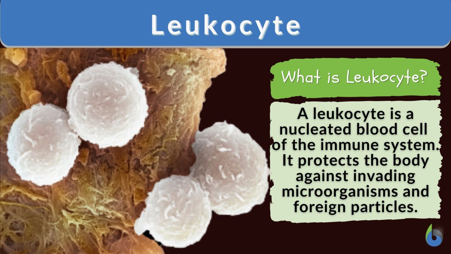 Leukocyte - Definition and Examples - Biology Online Dictionary