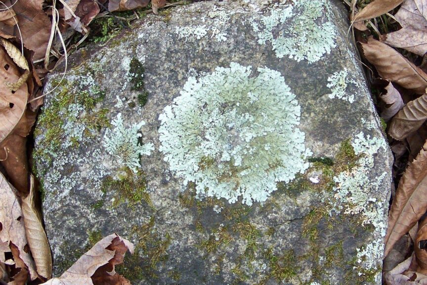 Lichens