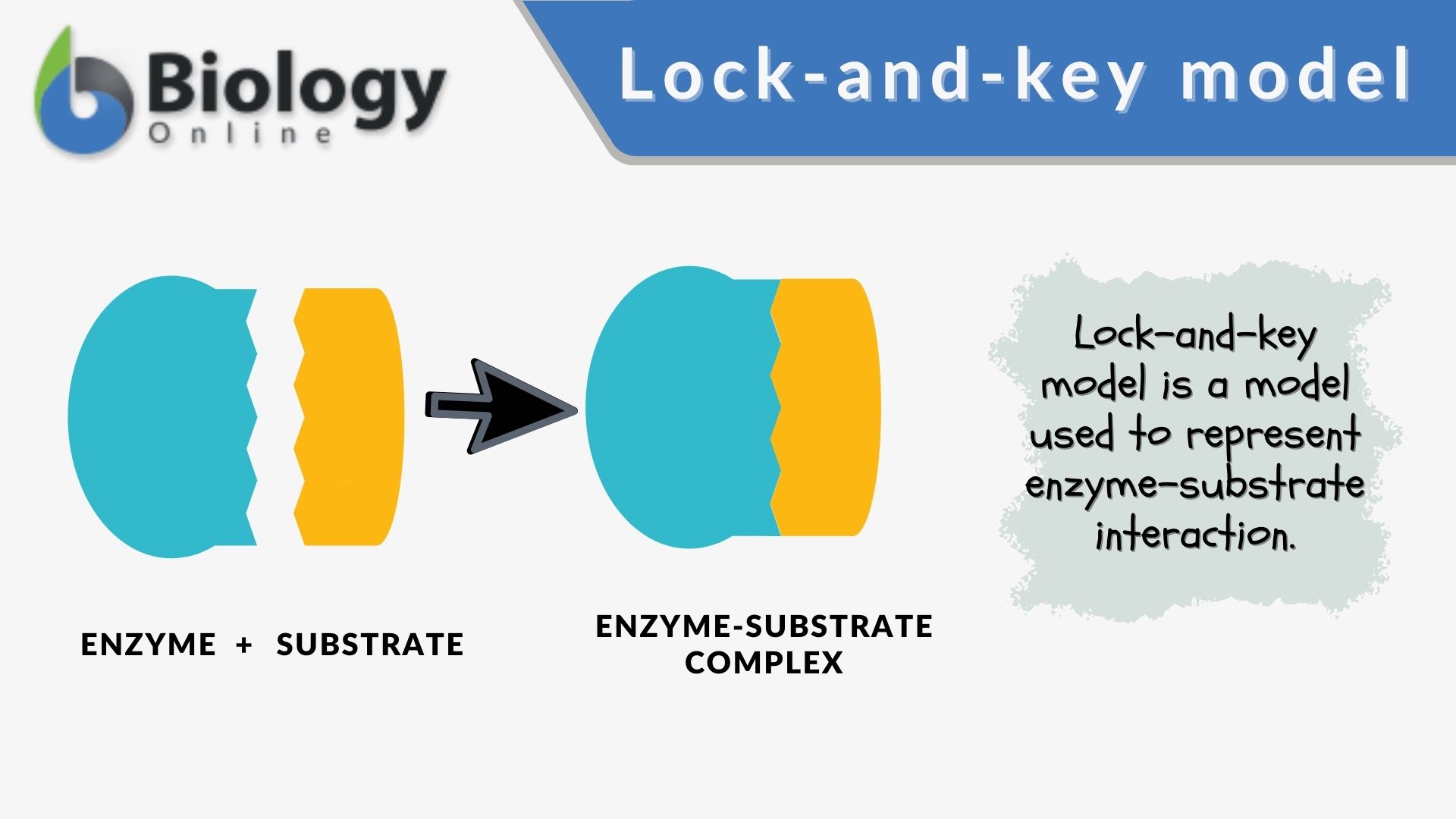 Why is lock and key enzyme?