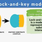 example of hypothesis lock and key