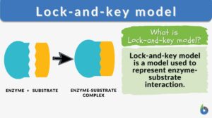 who proposed key lock hypothesis