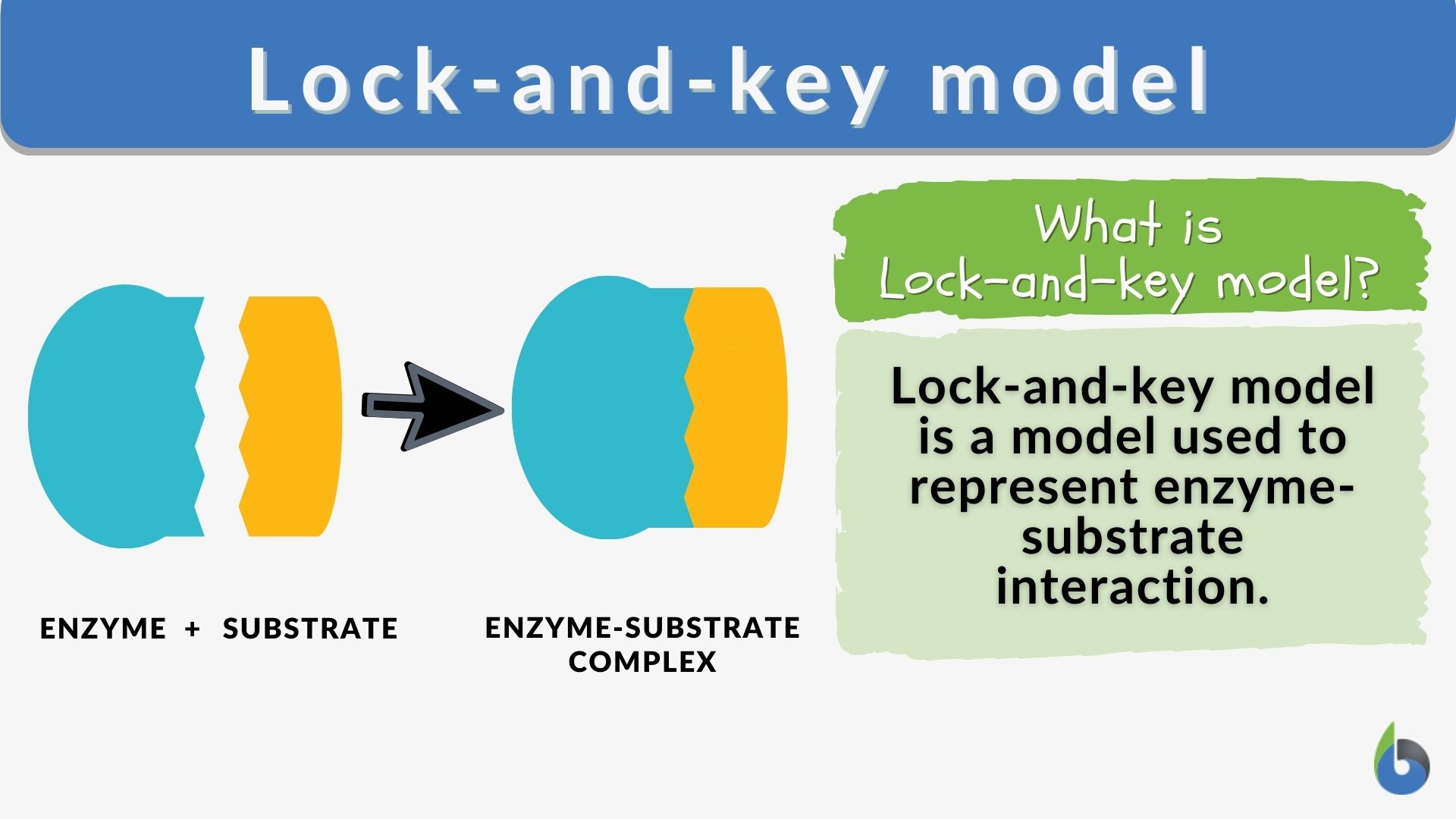 https://www.biologyonline.com/wp-content/uploads/2019/10/Lock-and-key-model-definition-example.jpg