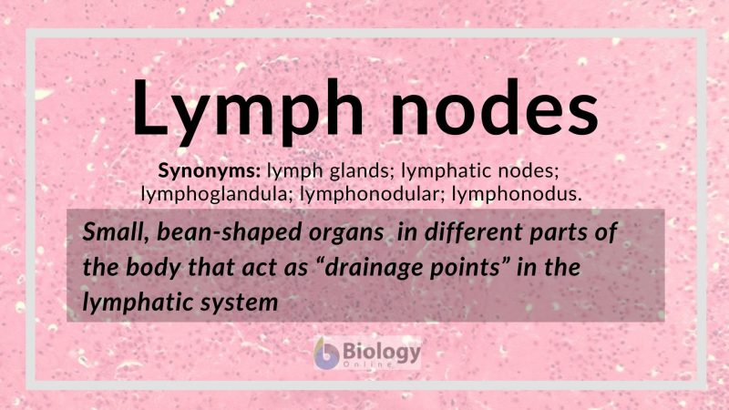 Lymph nodes Definition and Examples - Biology Online Dictionary