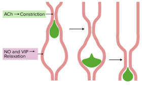 Peristalsis - Definition And Examples - Biology Online Dictionary