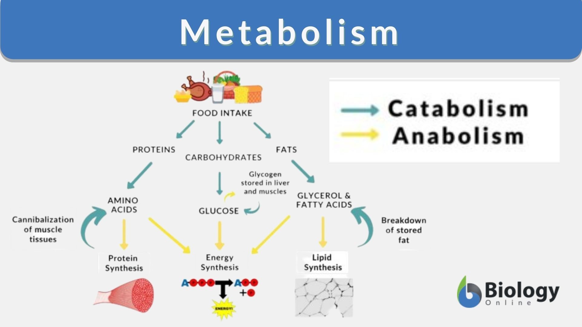 metabolism diagram