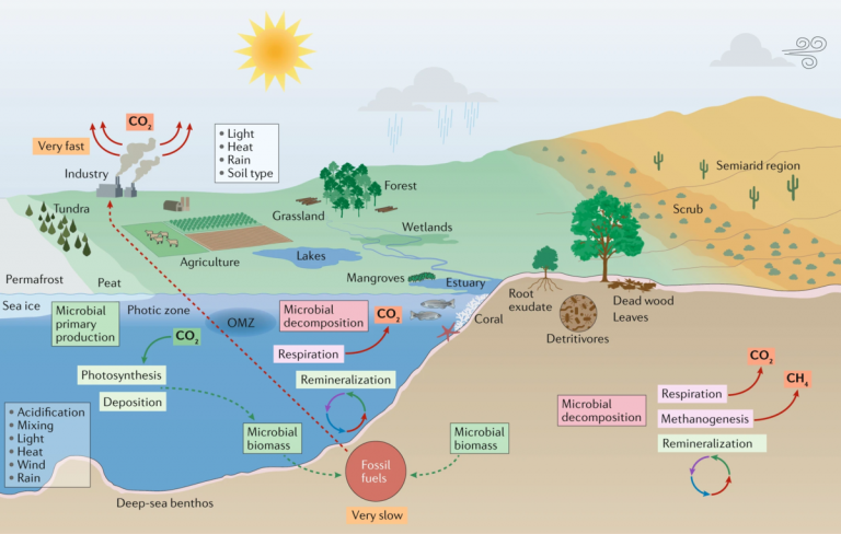 Ecosystem - Definition and Examples - Biology Online Dictionary