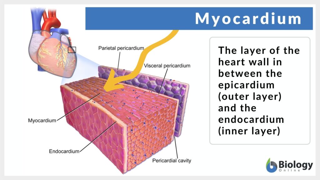 myocardium-definition-and-examples-biology-online-dictionary