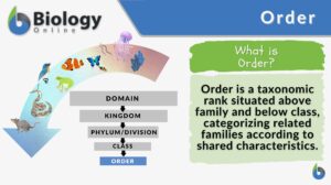 Order definition and example