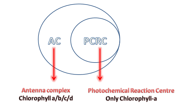 PCRC and AC in the photosynthetic machinery