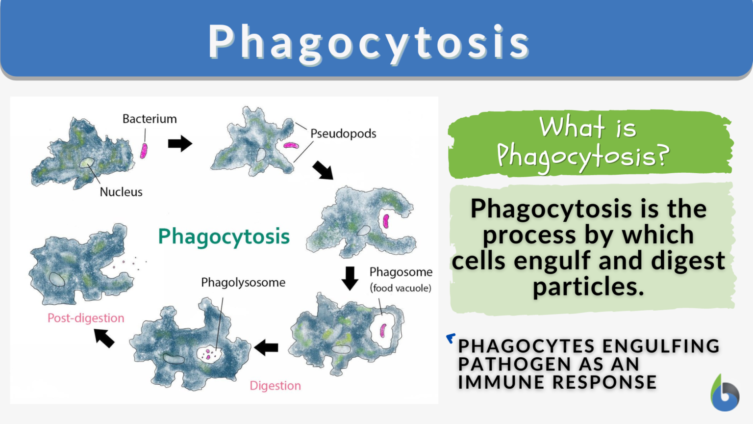 Phagocytosis Definition And Examples Biology Online Dictionary 7178