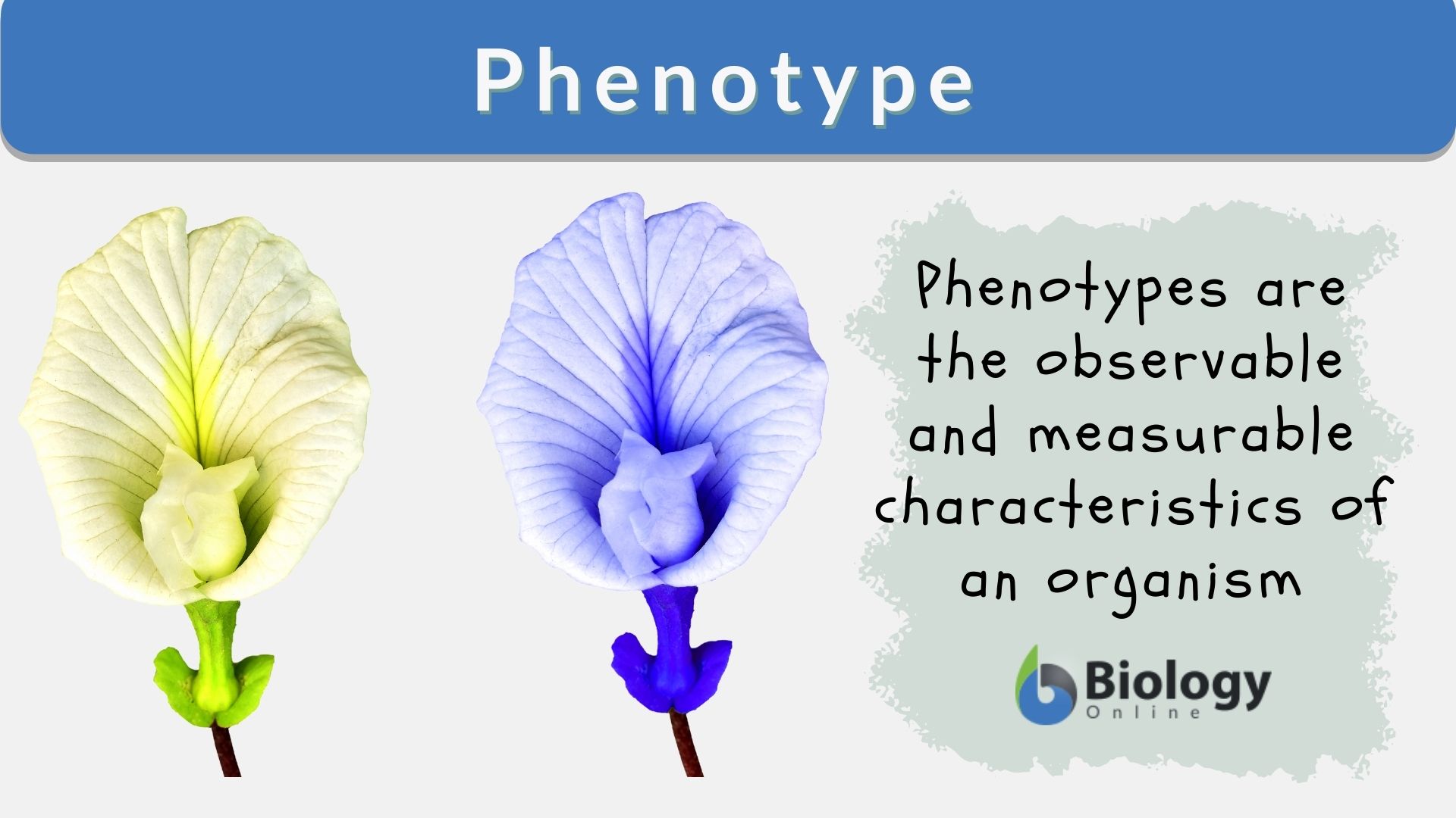 Phenotype Definition And Examples Biology Online Dictionary