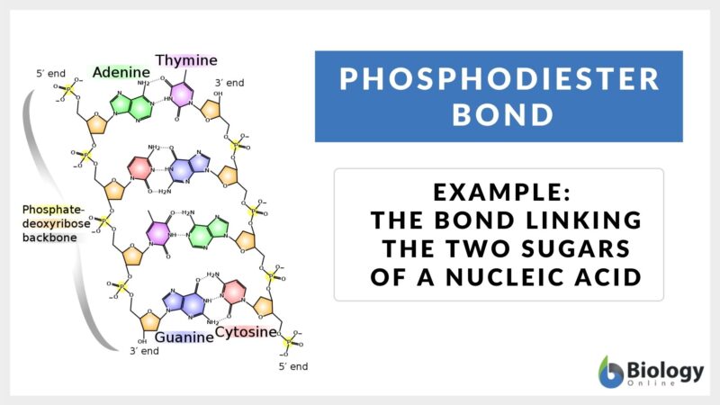 phosphodiester-bond-definition-and-examples-biology-online-dictionary