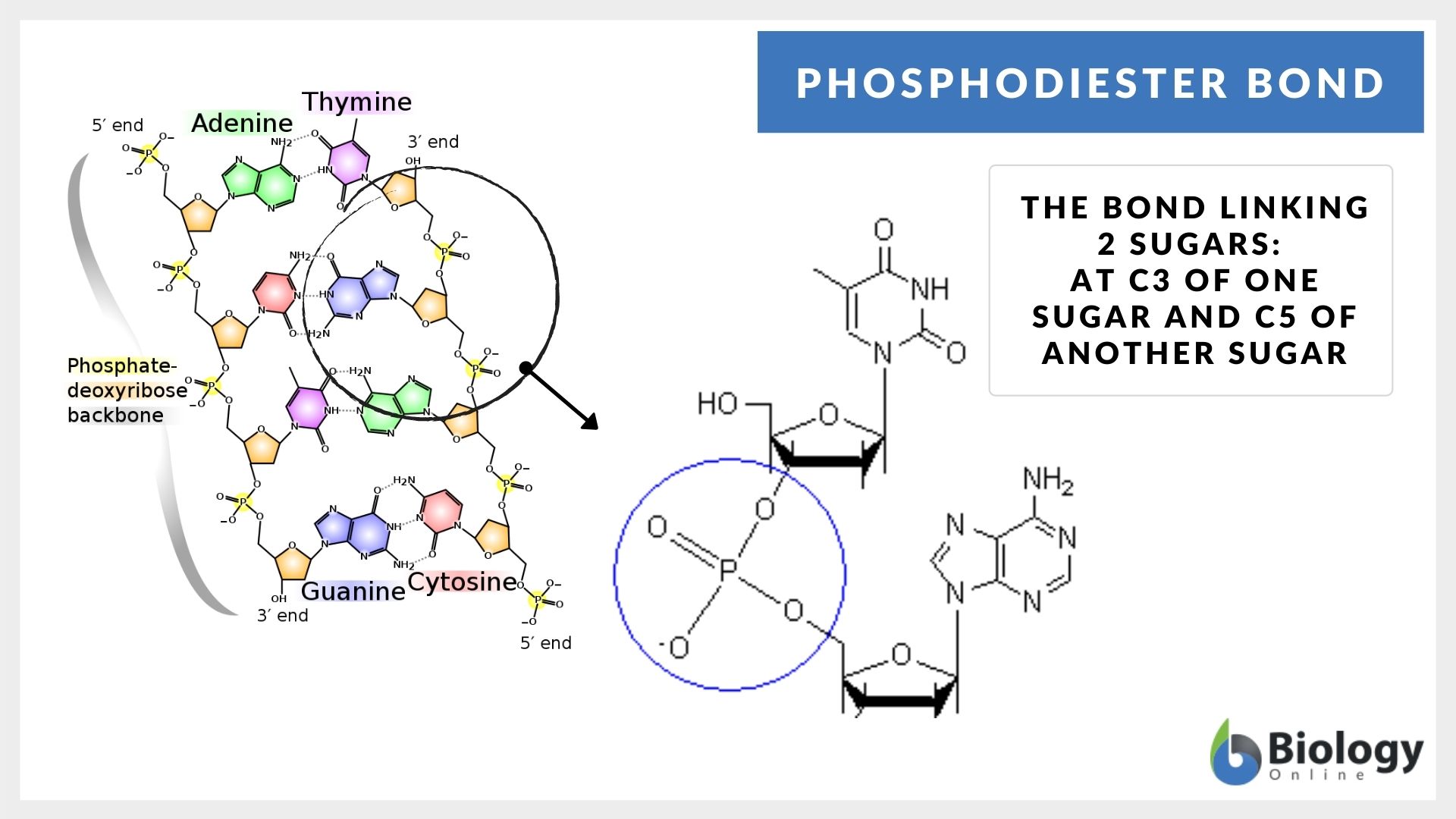 What Is Phosphodiester Bond Class 12th