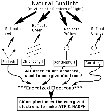 Photosynthetic Pigments types