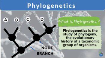 Phylogenetics definition and example