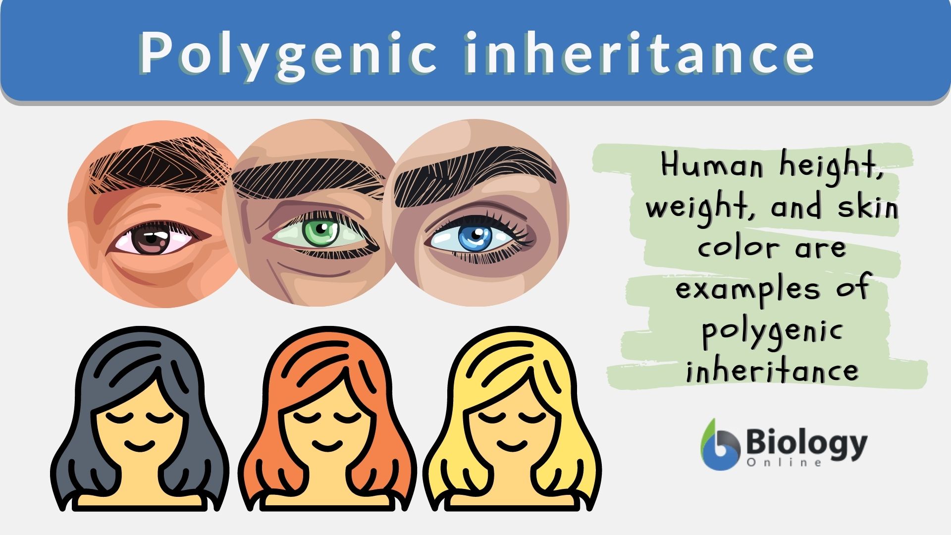 polygenic inheritance skin color