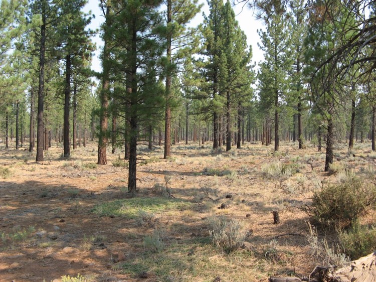 Ponderosa pine