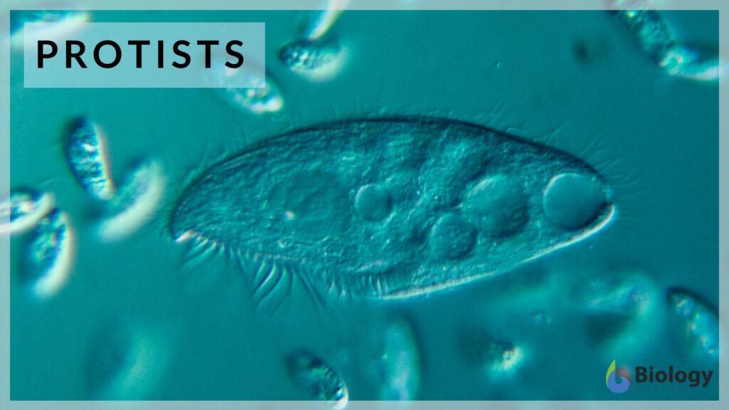 protist-definition-and-examples-biology-online-dictionary