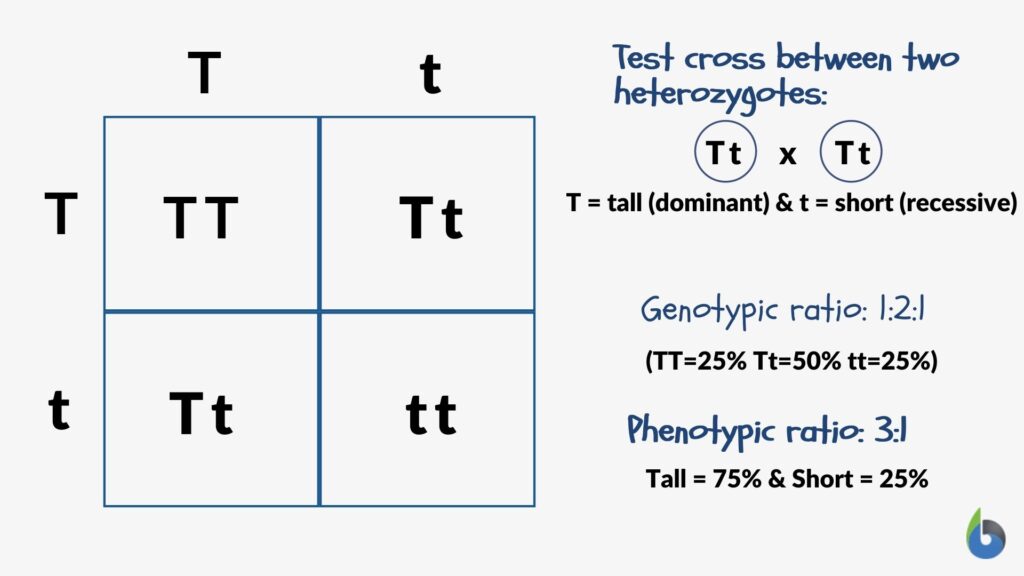 Phenotypic ratio - Definition and Examples - Biology Online Dictionary