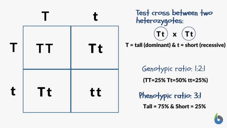 Phenotypic ratio - Definition and Examples - Biology Online Dictionary