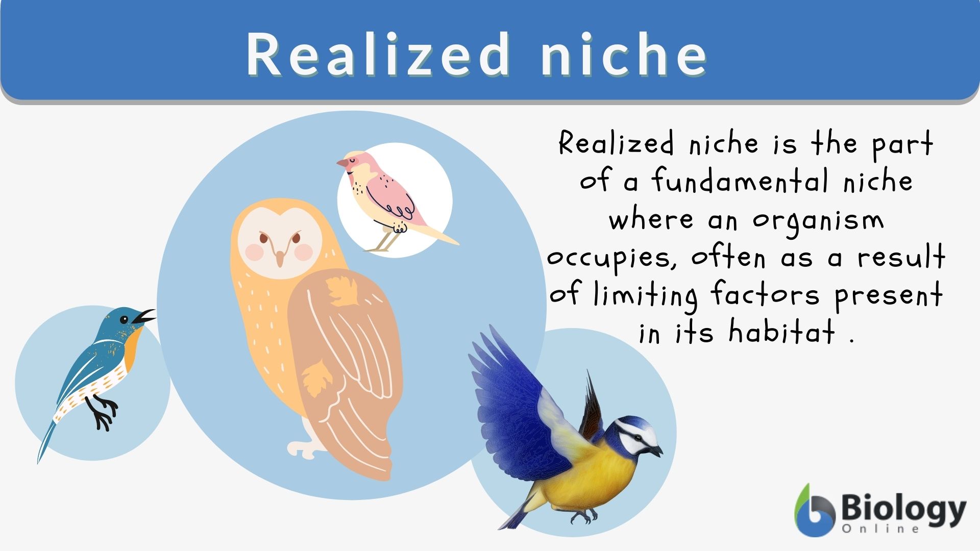 animal niche examples