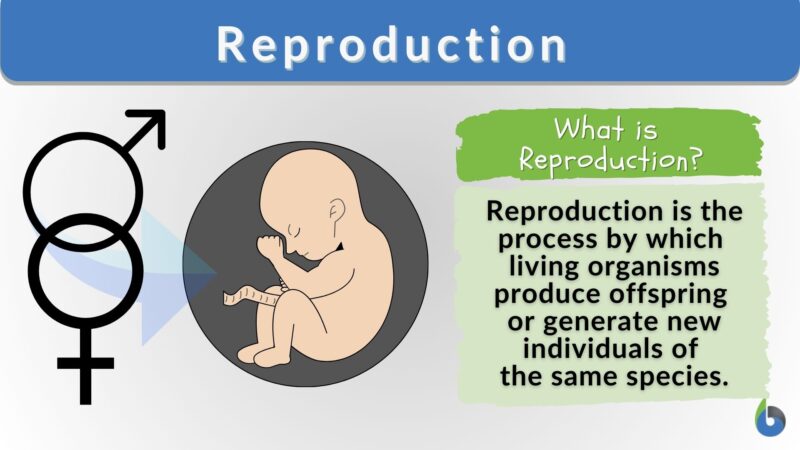 reproduction-definition-and-examples-biology-online-dictionary